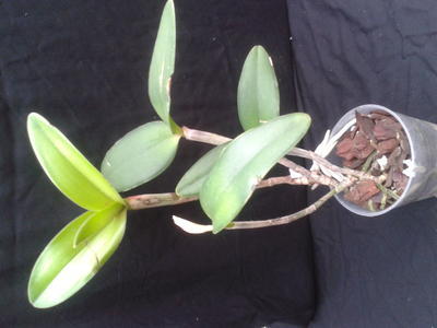 Cattleya intermedia var. alba - 2