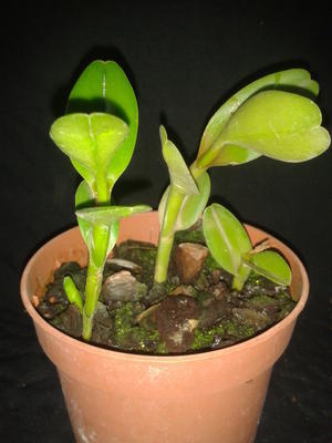 Epidendrum latilabre - 2
