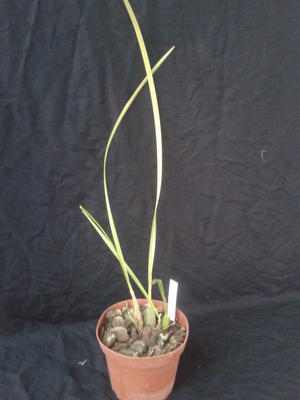 Maxillaria houtteana - 2