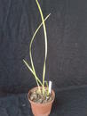 Maxillaria houtteana - 2/3