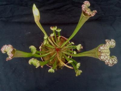 Sarracenia farnhamii (špirlice) - 2