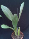 Gramatophyllum stapeliiflorum - 2/4