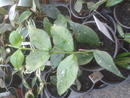 Hoya polyneura Broget Silver - 2/3