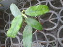 Hoya globulosa - 2/2