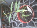 Hoya pauciflora - 2/2