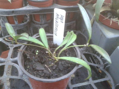 Hoya angustifolia - 2