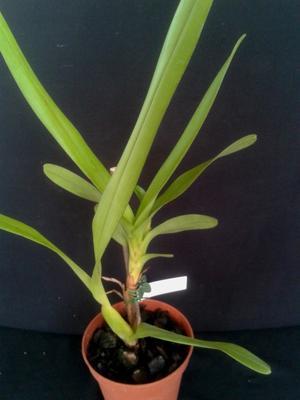 Maxillaria camaridi - 2