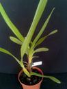 Maxillaria camaridi - 2/3