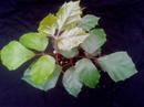 Cissus rhombifolia - 2/3