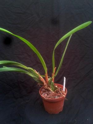 Maxillaria densa - 2