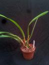 Maxillaria densa - 2/3