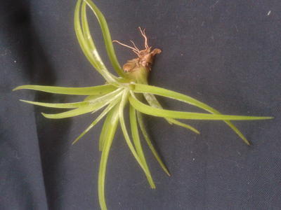 Tillandsia brachycaulos v. multiflora (malá) - 2