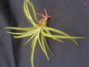 Tillandsia brachycaulos v. multiflora (malá) - 2/2