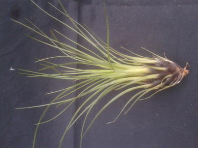 Tillandsia punctulata (střední rostlina) - 2
