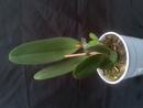Orchidej Cattleya - květuschopná rostlina - 2/2