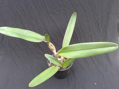 Laelia tenebrosa - velká rostlina - 2