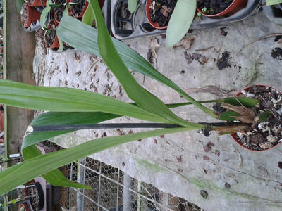 Orchidej Zygopetalum - 2