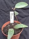 Hoya micrantha - 2/3