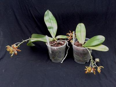 Phalaenopsis mannii v. boxalii - 2