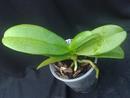 Phalaenopsis equestris var. albescens - 2/2