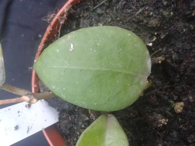 Hoya ovalifolia - 2