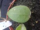Hoya ovalifolia - 2/2