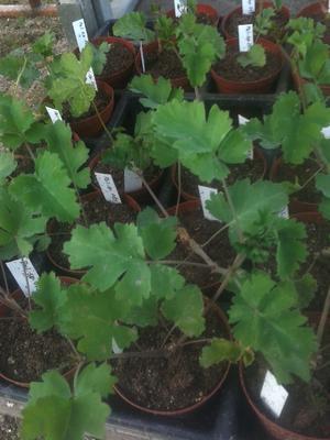Pelargonium gibbosum - 2