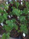 Pelargonium gibbosum - 2/2