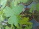 Pelargonium sp. Pangola (JAR) - 2/2
