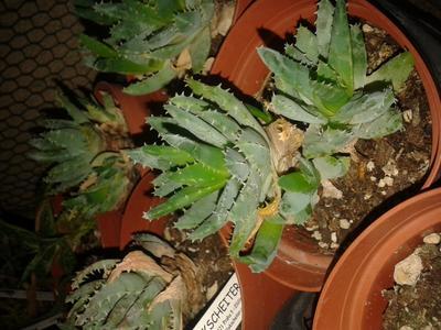Aloe brevifolia - 2