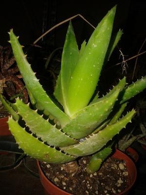 Aloe mitriformis (větší rostlina) - 2
