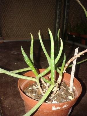 Aloe millotii - 2