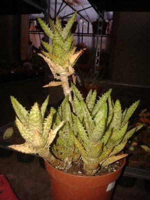 Aloe squarrosa - 2