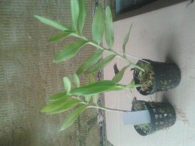 Epidendrum Pretty Princess “Miss Mesumi” (menší rostliny) - 2