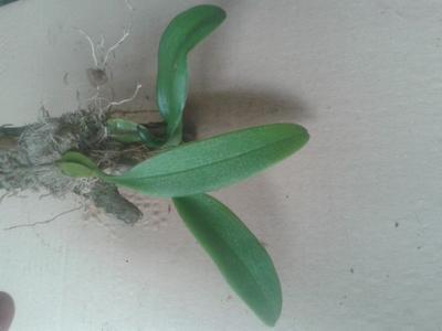 Bulbophyllum auratum - 2