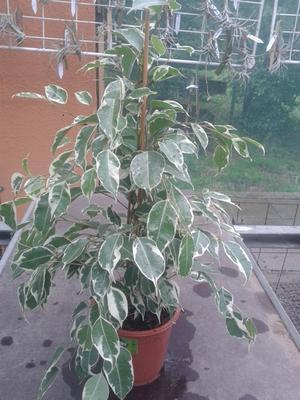 Ficus benjamina (bílozelený) - 2
