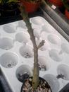 Orbea variegata - 2/2