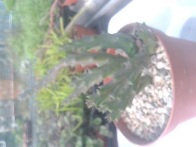 Orbea variegata - 2
