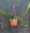 Epiphyllum anguliger - velká rostlina - 2/2