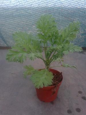 Pelargonium laxum - 2