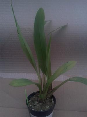 Maxillaria bradei - 2