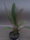 Maxillaria bradei - 2/2