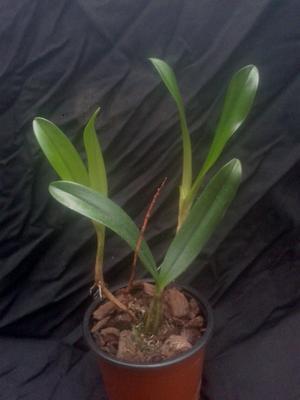 Bulbophyllum falcatum - 2