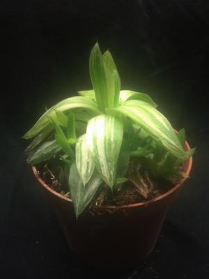 Haworthia cymbiformis 'variegata' - 2