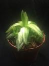 Haworthia cymbiformis 'variegata' - 2/2