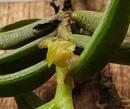 Adenocos parviflora - 2/4