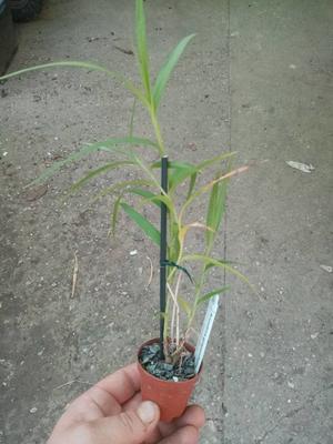 Arundina graminifolia - 2