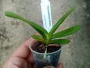 Renanthera citrina - 2/2