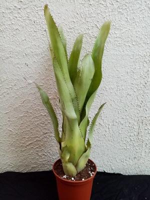 Aechmea angustifolia - 2