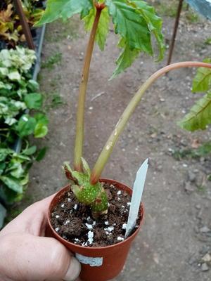 Begonia carolineifolia - 2